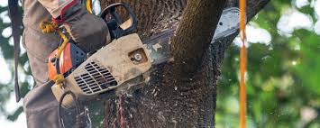 Best Commercial Tree Services  in Ashton, ID